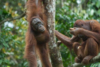 Live Orangutan Webcams - AnimalWebcams.net