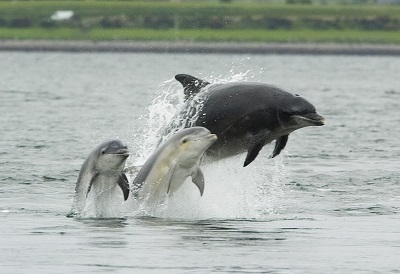 Live Dolphin Webcams - AnimalWebcams.net