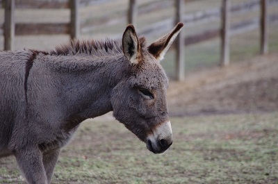 Live Donkey Webcams - AnimalWebcams.net