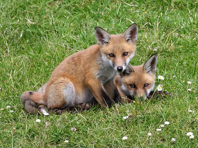 Live Fox Webcams - AnimalWebcams.net