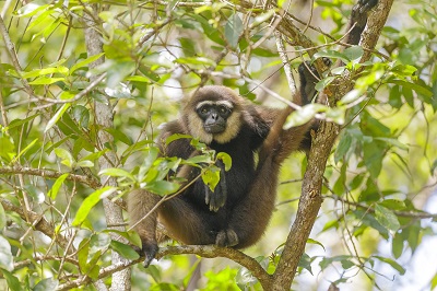 Live Gibbon Webcams - AnimalWebcams.net