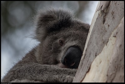 Live Koala Webcams - AnimalWebcams.net