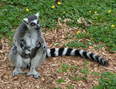 Live Lemur Webcams - AnimalWebcams.net
