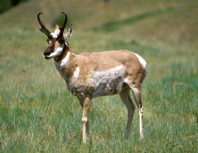 Live Antelope Webcams - AnimalWebcams.net