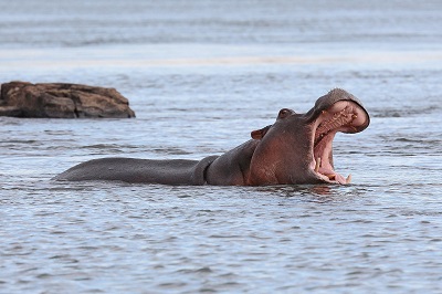 Live Hippopotamus Webcams - AnimalWebcams.net