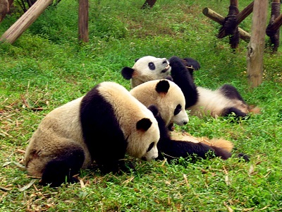Live Panda Webcams - AnimalWebcams.net