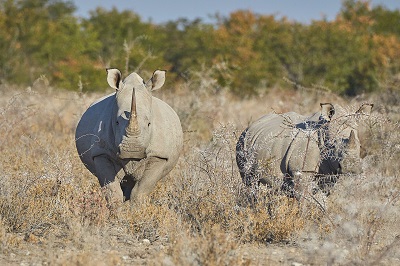 Live Rhinoceros Webcams - AnimalWebcams.net