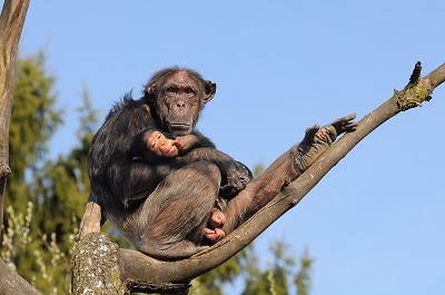 Live Chimpanzee Webcams - AnimalWebcams.net