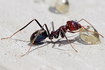 Live Ant Webcams - AnimalWebcams.net