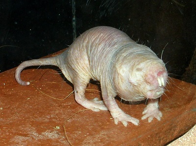 Live Naked Mole Rat Webcams - AnimalWebcams.net