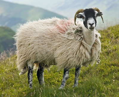 Live Sheep Webcams - AnimalWebcams.net